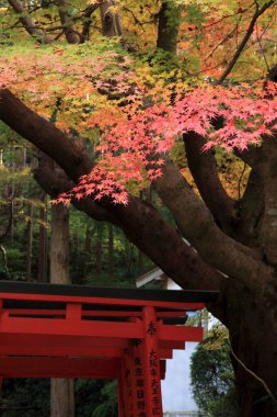 # Ağaçlarla dolu bahçede sonbahar # 