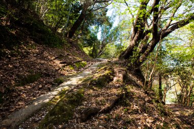 Orman yolunun güzel manzarası