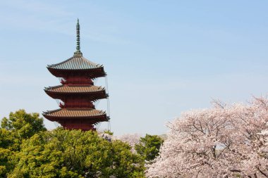 Bahar, kiraz çiçekleri