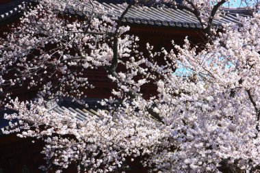 Japonya 'da kiraz çiçeği