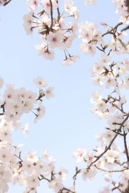 Bahçede güzel çiçekler, kiraz çiçekleri