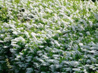açan beyaz çiçekler, bahar arkaplanı