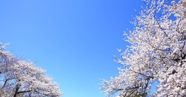 Japonya 'da kiraz çiçeği