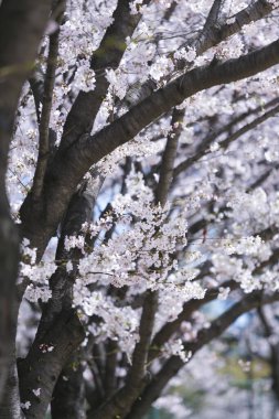 Güzel ilkbahar beyaz kiraz çiçekleri 