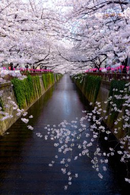Parkta güzel bahar çiçekleri, kiraz çiçekleri 