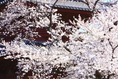 Japonya 'da kiraz çiçeği