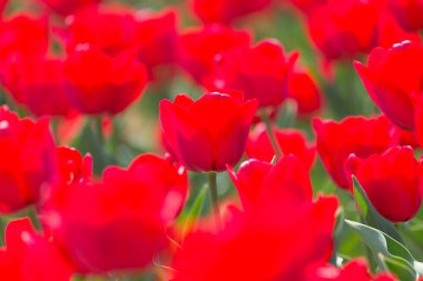 Bahçedeki renkli lale çiçekleri