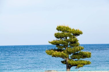 Deniz kıyısında yetişen güzel yeşil ağaç manzarası