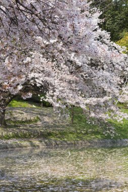 Japonya 'da kiraz çiçekleri, Tokyo
