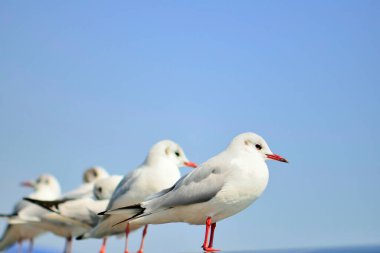 Doğa arka planında uçan martı kuşları.