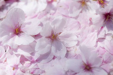 Baharda pembe sakura çiçekleri