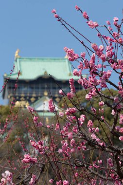봄에는 벚꽃 오사카 성