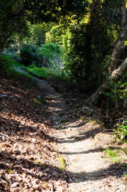 Güzel dolambaçlı orman yolu