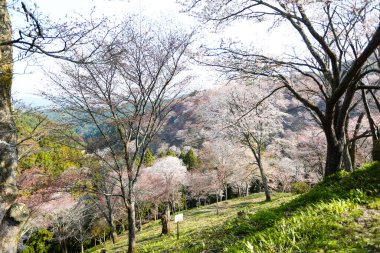Japonya 'daki yeşil dağlarda çiçek açan sakura ağaçlarının manzaralı görüntüsü.