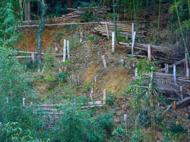 Dağılmış ağaç kütükleri ile birlikte orman tahrip gösteriyor.