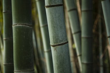 Güzel bambu ormanının manzarasını kapat. 