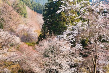 Japonya 'daki yeşil dağlarda çiçek açan sakura ağaçlarının manzaralı görüntüsü.