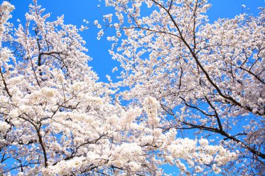 Japonya 'da kiraz çiçeği