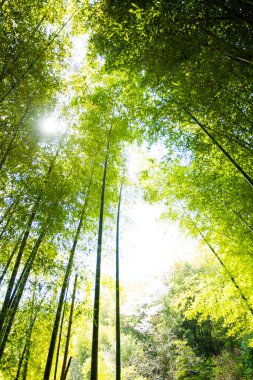 Yaz parkında gündüz vakti yeşil ağaçlar 