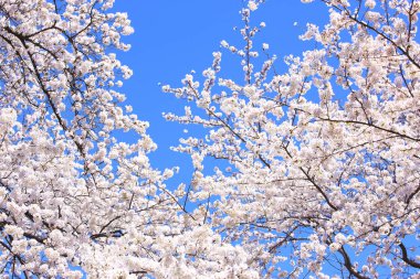 Japonya 'da kiraz çiçeği