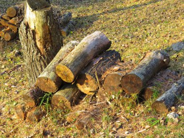 Ormanda kesilmiş bir odun yığını. 
