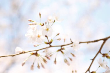 İlkbaharda doğa arka planında kiraz çiçeği açar.