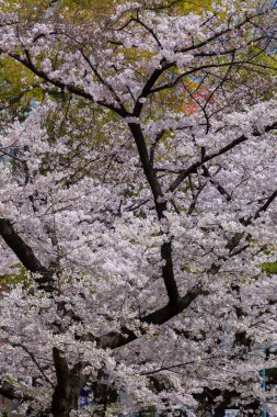güzel çiçek açan ağaçlar bahar