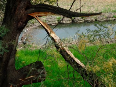 Parktaki küçük nehrin yanındaki eski kırık ağaç.