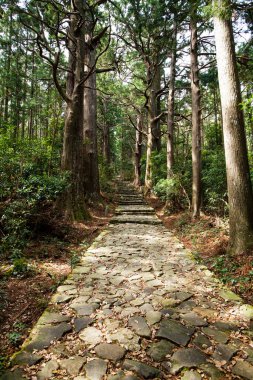 Dev selvi ormanı içinde ünlü Daimonzaka iz, Nachi Falls önde gelen, Japonya
