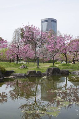 Japonya 'da kiraz çiçekleri, Tokyo