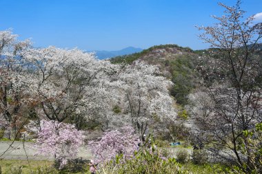 İlkbaharda kiraz ağaçlarının ve çiçeklerin güzel manzarası        