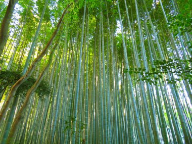 Doğada gündüz vakti bambu ormanı