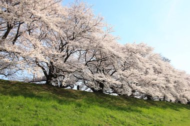 Çiçek açmış güzel kiraz çiçekleri. Japonya