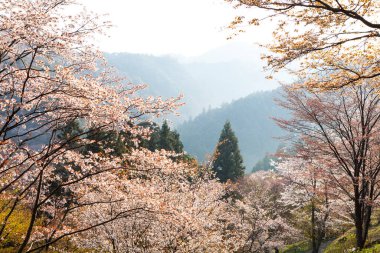 Japonya 'daki yeşil dağlarda çiçek açan sakura ağaçlarının manzaralı görüntüsü.