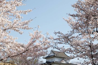 Japonya 'daki ünlü Osaka şatosu kulesinin manzaralı görüntüsü.