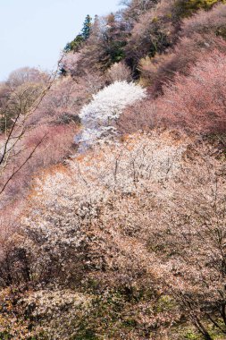 bir arka plan üzerinde güzel pembe çiçekler