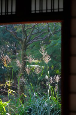 Bahçedeki yeşil bitkilerin penceresinden güzel bir manzara.