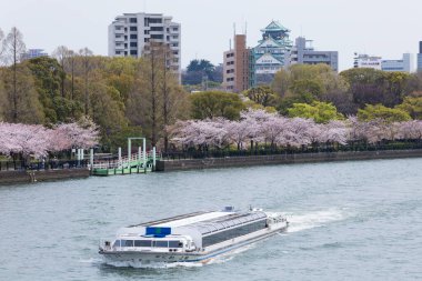 Japonya 'da nehir boyunca kiraz çiçeği açar.