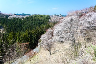 bir arka plan üzerinde güzel pembe çiçekler