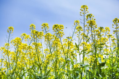 Bahçedeki güzel sarı çiçekler      
