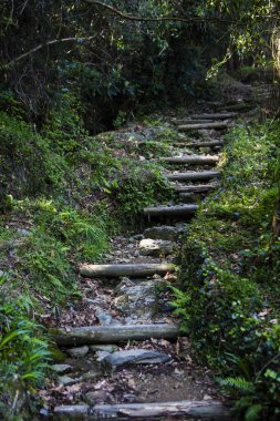 Güzel dolambaçlı orman yolu