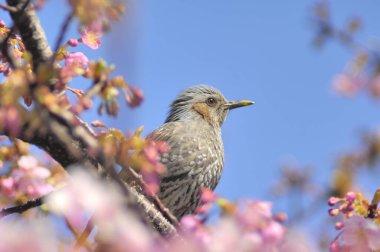 Çiçek açan ağacın dalındaki kuş.