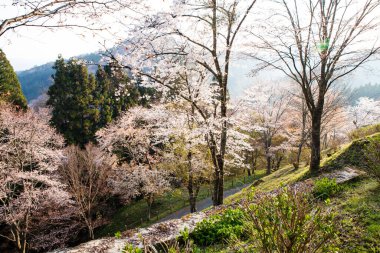 Japonya 'daki yeşil dağlarda çiçek açan sakura ağaçlarının manzaralı görüntüsü.