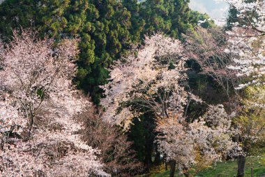 Japonya 'daki yeşil dağlarda çiçek açan sakura ağaçlarının manzaralı görüntüsü.