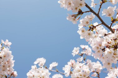 İlkbaharda doğa arka planında kiraz çiçeği açar.