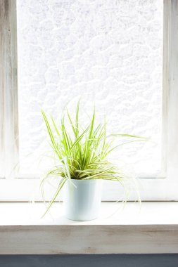 Pencere kenarındaki saksıda yeşil bitki, kapat.