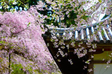 Bahar parkında pembe çiçekli kiraz ağacı dalları, Japonya