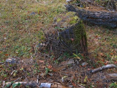 Ormandaki yaşlı ağaç kütüğü