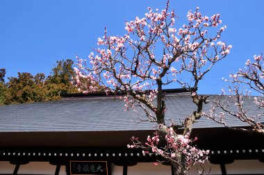Kyoto 'da kiraz çiçekleri, Japonya