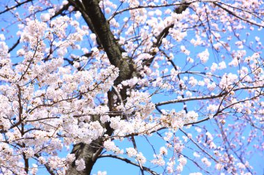 Japonya 'da kiraz çiçeği